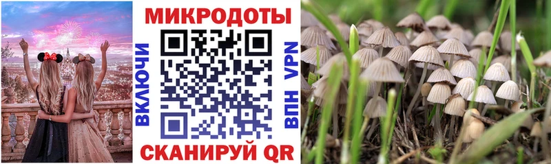 Галлюциногенные грибы Psilocybe Подпорожье